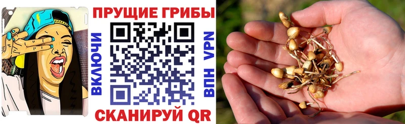 Псилоцибиновые грибы мухоморы  Острогожск 